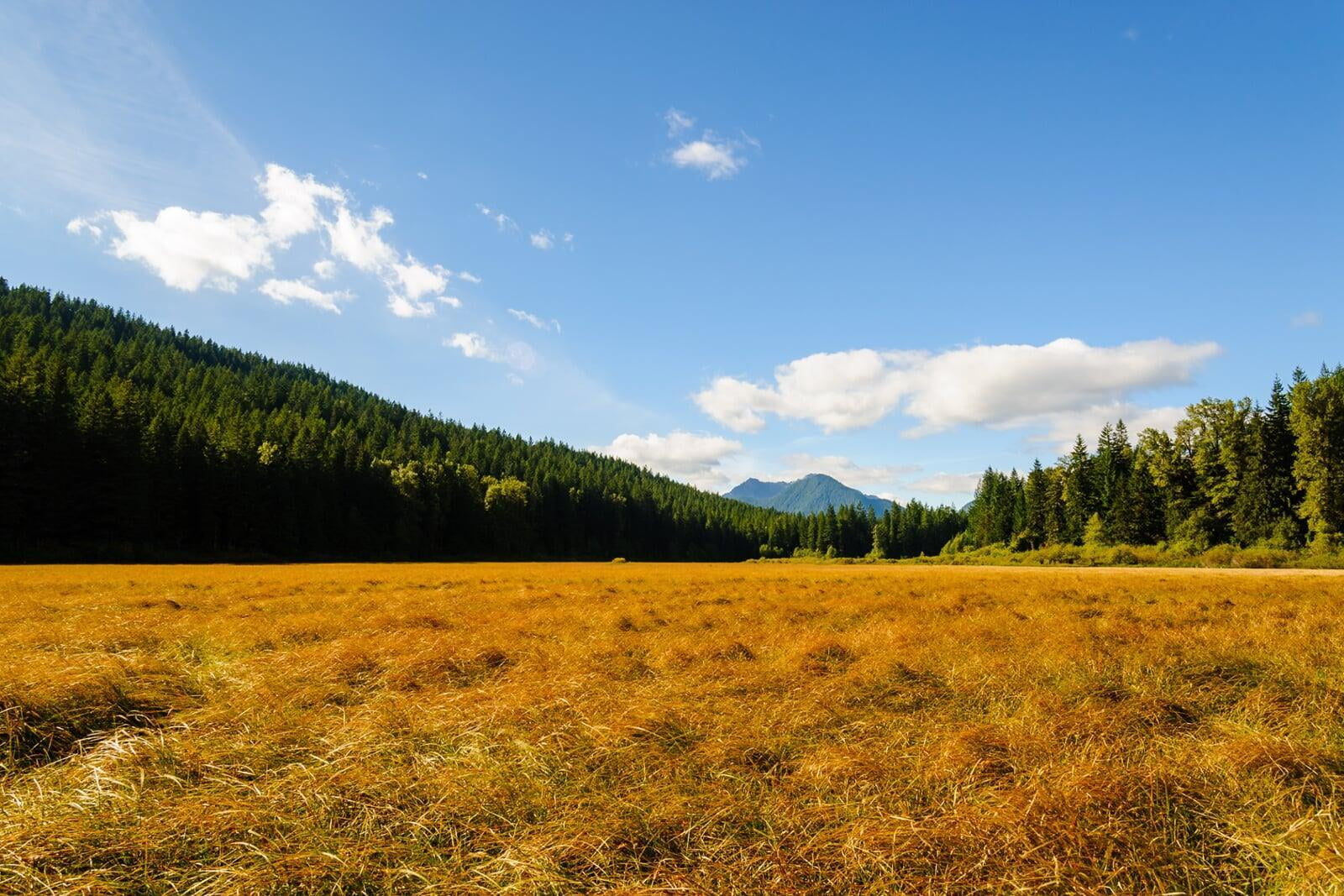 Lewis County Vacant Land